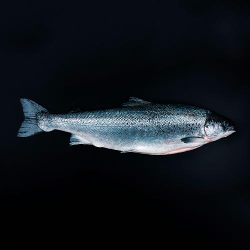 Køb laksefilet online 1,5 kg. pr. side