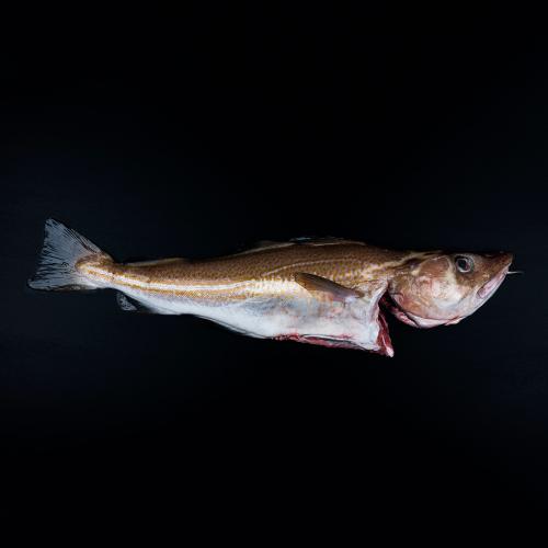 Køb billig torskefilet 1 kg 